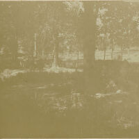          Millburn: Cows in the Woods on the Brison Estate, 1896 picture number 1
   