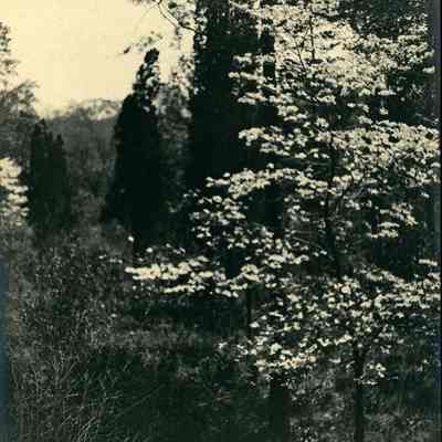 Hartshorn Photo Album 2: Flowering Tree
