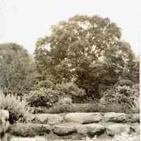 Wodell & Cottrell (possibly) Garden Photo, 1930s