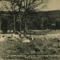 South Mountain Reservation: Deer Paddock, South Mountain Reservation, Millburn