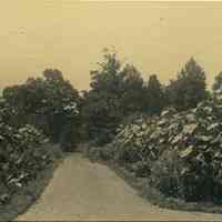          Hartshorn Album 3: Garden Path picture number 1
   