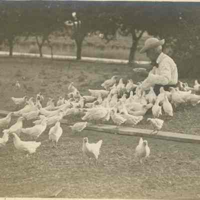 Inscription: I am weighing a few of them and find they weigh for 1ish to 1 1/2 and 2 lbs. A good picture of the chickens.