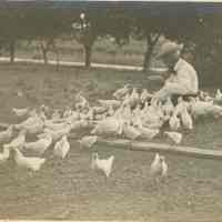          Inscription: I am weighing a few of them and find they weigh for 1ish to 1 1/2 and 2 lbs. A good picture of the chickens.
   