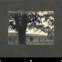          Hartshorn: Cora Hartshorn Photographs of large tree near South Mountain Reservation picture number 2
   