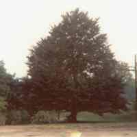 Tree: Copper Beech Tree by Millburn Railroad Station, 1980