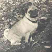          Heerwagen: Heerwagen's Prized Pug, 1952 picture number 1
   