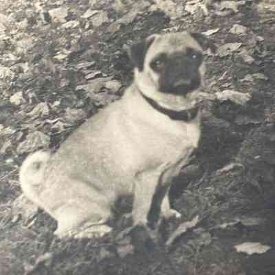Heerwagen: Heerwagen's Prized Pug, 1952