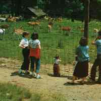 South Mountain Reservation: Deer Paddock