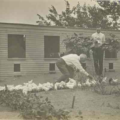 Inscription: South Side of Brooder Houes. Feed chicks in trough. 5 lbs each meal.