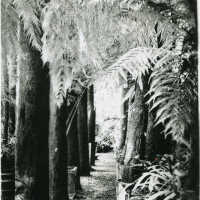 Pitcher and Manda: US Nurseries Catalog, Tree Fern Forest At Short Hills, c. 1893