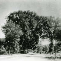 Main Street: Giant Elm in front of 298 Main Street Looking South from Mechanic Street, 1899