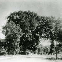 Giant Elm on Main Street Looking South from Mechanic Street, 1899