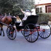 July 4: Horse and Buggy in American Bicentennial Parade, 1976