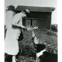 Hartshorn: Cora Hartshorn Feeding a Deer, c. 1950