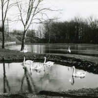 Hartshorn: Swans On Hartshorn