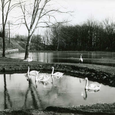 Hartshorn: Swans On Hartshorn's Ponds, 1910