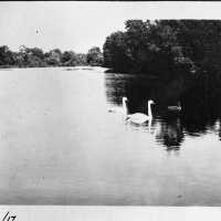 Hartshorn: Swans On Lake, September 1917