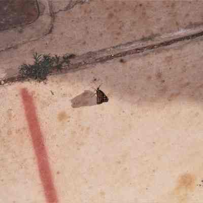 Hotel Plaza clock dedication May 19, 2006