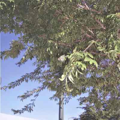 Hotel Plaza clock dedication May 19, 2006