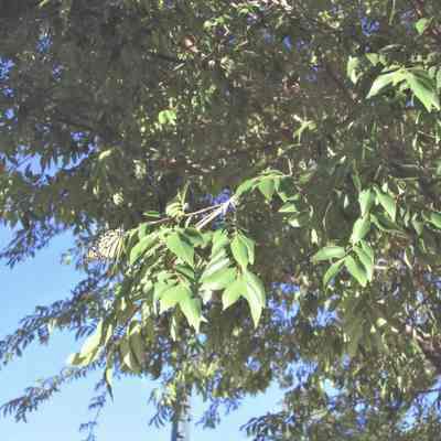 Hotel Plaza clock dedication May 19, 2006