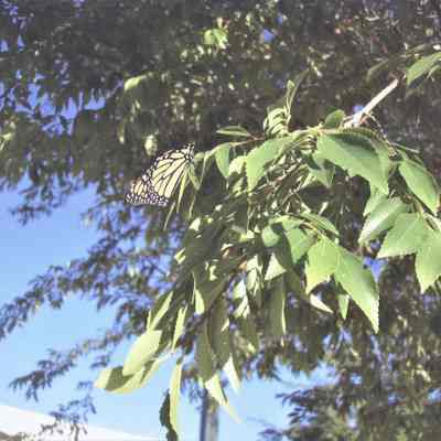 Hotel Plaza clock dedication May 19, 2006