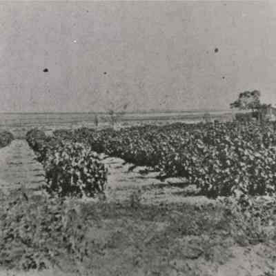 Las Vegas Kiel Ranch [aka Park Ranch] ca. 1900s-1910s; Vineyard at the Park/Kiel Ranch