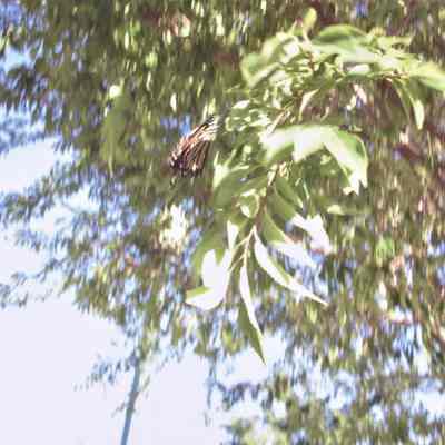 Hotel Plaza clock dedication May 19, 2006