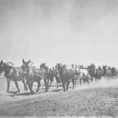 20 Mule Team hauling Borax from Death Valley 1900