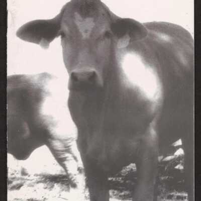 Hallmarks, 1993