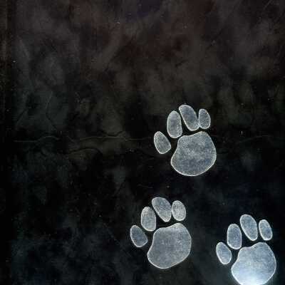 Yearbook, 2003