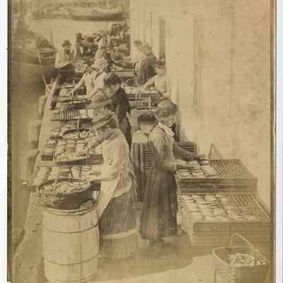 Putting Sardines in Flakes for Drying, Eastport, Maine