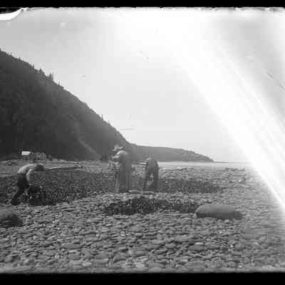 Grand Manan - 30 | Original ID: IV 42, "Drying Dulse"