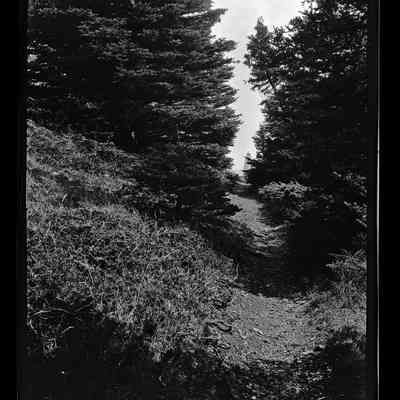 Grand Manan - 68 | Original ID: IV 47, "Swallow Tail and path, carbon ?solis 14"