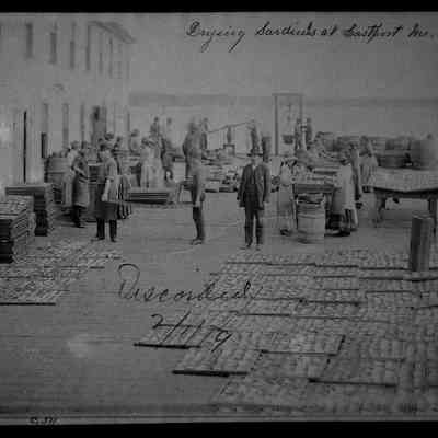 Drying Sardines at Eastport, Maine