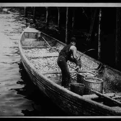 Unloading Herring