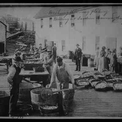Washing, Draining, Flaking Herring at Sardine Cannery, Eastport, Maine