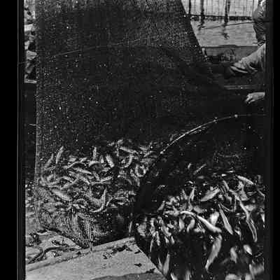 Grand Manan - 14 | Original ID: IV 57"D", "Seining a Weir"
