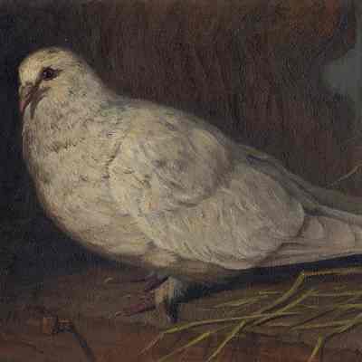 White Dove Still Life | Frederick S. Batchelle | c.1870