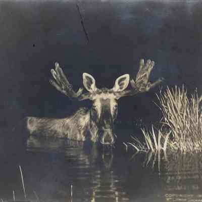 William Lyman Underwood | Moose at Night