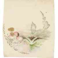 Martha "Mattie" Waide (1857-1929) | Watercolor for Hand Painted China Covered Sardine Box with Tray | Eastport, Maine