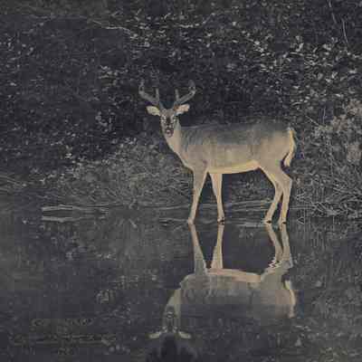William Lyman Underwood | Deer at Night