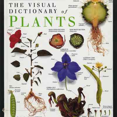 The Visual Dictionary of Plants | Eyewitness Visual Dictionaries