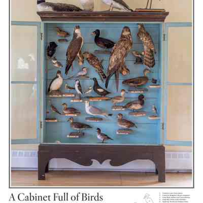 A Cabinet Full of Birds of the Passamaquoddy Region | Poster | 2024
