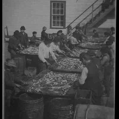 Cleaning Small Herring at Sardine Cannery, Eastport, Maine