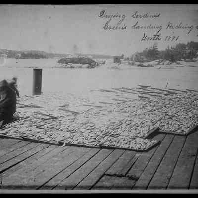 Drying Sardines, Green's Landing Packing Company, 1891