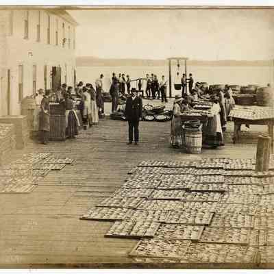 Dressing Sardines, Eastport, Maine