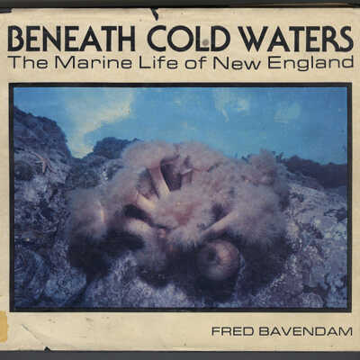 Beneath Cold Waters: The Marine Life of New England | Fred Bavendam