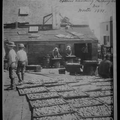 Sardines, Green's Landing Packing Company, Maine 1891