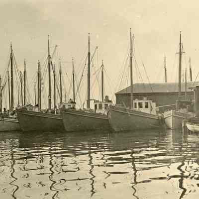 Sardine Carriers