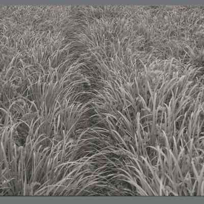 Silver Ghost | Photographs by Thaddeus Holownia | Text by Harry Thurston
